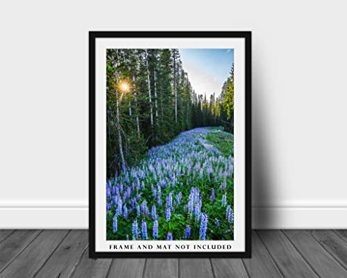 Kayalık Dağ Fotoğraf Baskı (Çerçeveli Değil) dikey Resim Mor Lupin Çam Ağacı Orman Montana Kır Çiçeği Duvar Sanatı