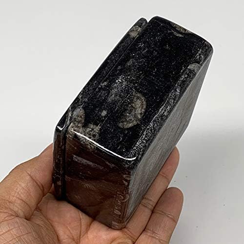 WatanGems 348g, 3.2 x 1.7, siyah Kare Şekli Fosil Ammonite Orthocera Mücevher Kutusu Yuvarlak Şekil Fas'tan İyi Yapılmış